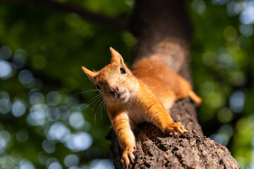 Naklejka na ściany i meble Squirrel upside down on a tree in the woods