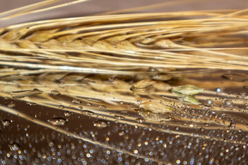 Gold wheat straws spikes close-up on shiny mirror background with reflection and water drops. Agriculture crops, summer harvest