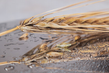 Gold wet wheat straws close-up on mirror surface with reflection and water drops. Agriculture crops kernels, summer harvest