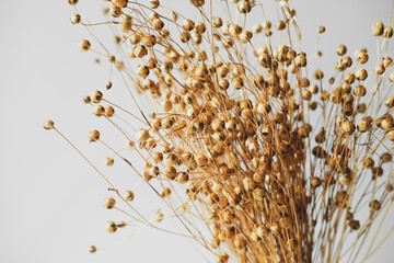 Dried flax grass on white background close up view. Boho style living room decor.