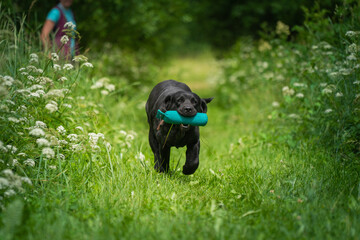 Beautiful Labrador Retriever carrying a training dummy in its mouth.
