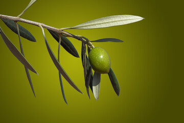 Aceitunas en rama de olivo, aceite de oliva virgen extra