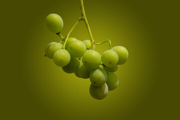 Racimo de uvas blancas para vino blanco