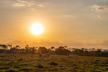 Pôr do sol no cerrado com gado no pasto em Minas Gerais.