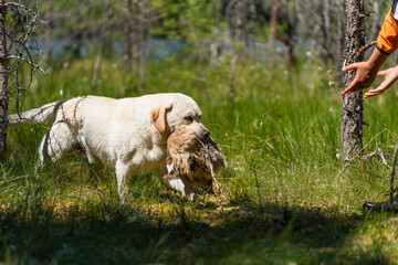 Obraz premium Beautiful Labrador Retriever carrying a shot down game or bird in its mouth.