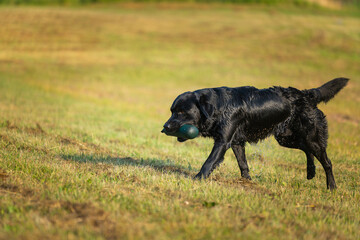 Beautiful Labrador Retriever carrying a training dummy in its mouth.