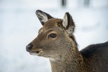 Western roe deer side in winter, Germany, Europe