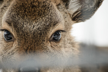 Fototapeta premium Western roe deer super close up in winter, Germany, Europe