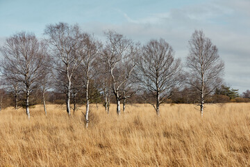 High Fens landscape in Fall. Forest in Autumn.