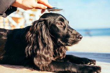 Combing dog with brush during walk near sea