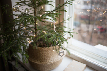 live Christmas tree at home on window. concept eco friendly, zero waste