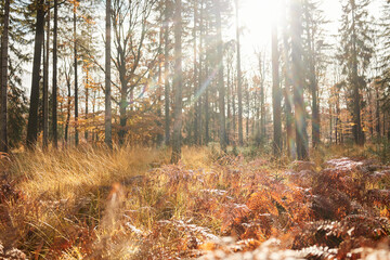 Obraz premium High Fens landscape in Fall. Forest in Autumn.