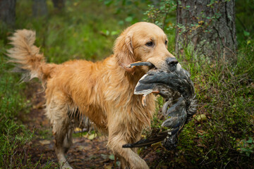 Beautiful golden retriever carrying a shot down game in its mouth.