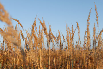 Pampas grass branches in the foreground close-up. Wallpaper with dry flowers outdoors, natural background, selective focus.