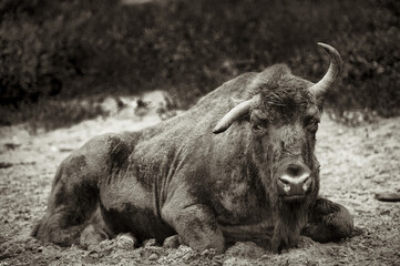 A bison lies on the grass with a blurred background