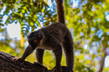 brown lemur on tree close up