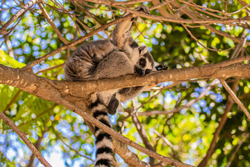 ring tailed lemur on tree