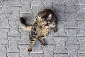 Cat looking into the lens. © iskenderkabul