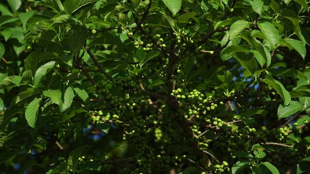 green leaves in the forest