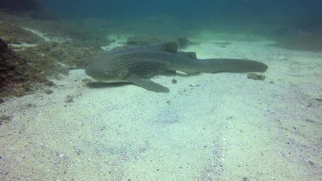 Zebra Shark Or Leopard Shark Close Up. Fish Feeding On Calm Peaceful Colourful Bottom Dwelling Shark Swimming On Coral Reef. Beautiful Gentle Pelagic Carpet Shark Underwater Marine Life in Oman.