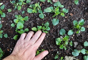 Planting saplings.