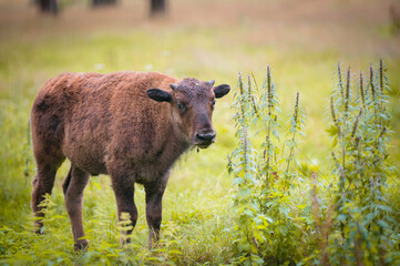 Young bison grazing in the reserve