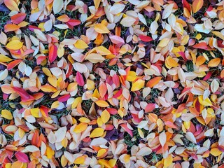 Autumn and falling colorful dry leaves.