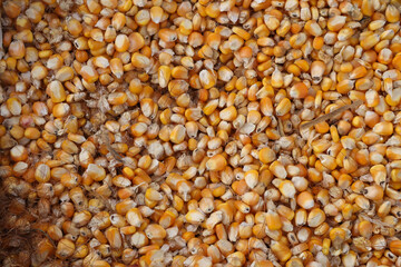 A Close up view of harvested raw Corn seeds in vibrant yellow and orange colors in a maize farm in India.