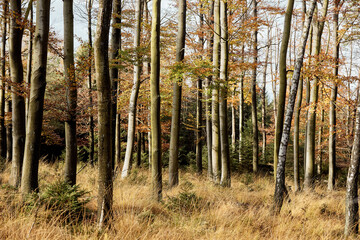 High Fens landscape in Fall. Forest in Autumn.