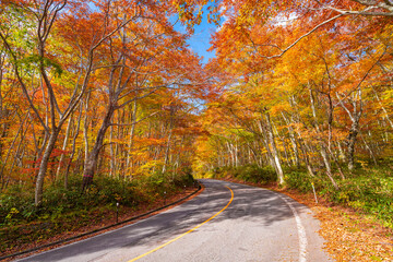 【鳥取県 大山】赤く紅葉した秋の車道　ドライブ
