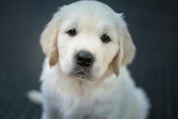 Beautiful golden retriever puppy.