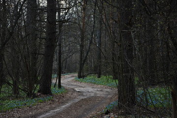 road in the spring forest and the first flowers