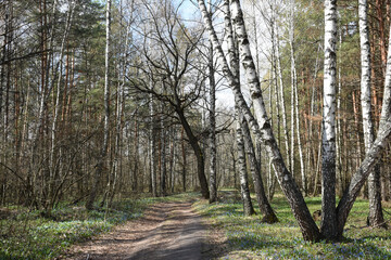 road in the spring forest and the first flowers
