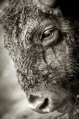 Close-up of a bison head with blurred background