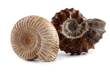 Ammonites isolated on white