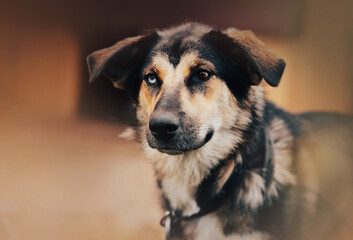 A cute mongrel beautiful dog with eyes of different colors guards the house. A chain dog in the country. A faithful furry friend.