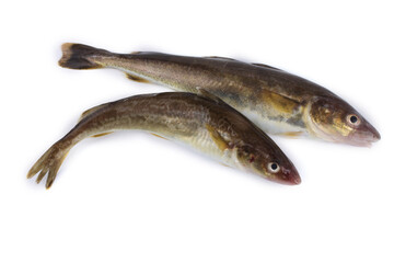 Saffron cod is one of cod varieties