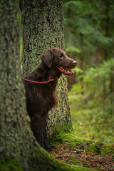 Beautiful chocolate flat-coated retriever outside.