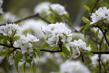 White pear flowers