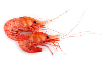 Shrimps isolated on white