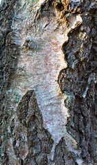 Embossed background of birch bark with green moss