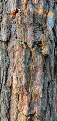 Embossed background of pine bark with green moss