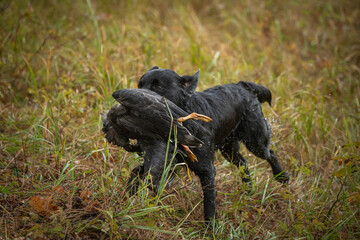 Beautiful chocolate flat-coated retriever carrying a shot down game in its mouth.