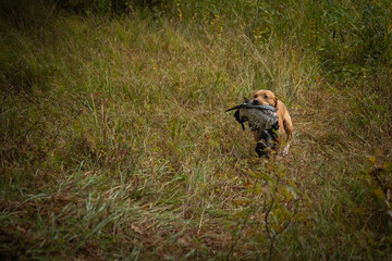 Beautiful Labrador Retriever carrying a shot down game or bird in its mouth.