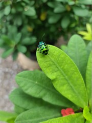 a green with black dot bug on a leaf