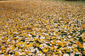 Autumn in an urban park