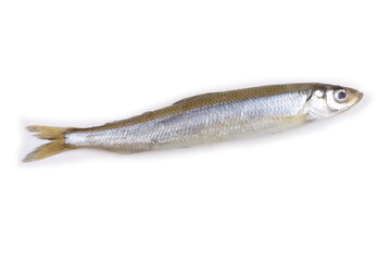 Smelt