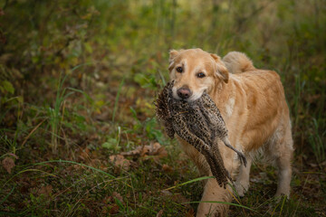 Beautiful golden retriever carrying a shot down game in its mouth.