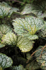 Green Leaf Photograph Macro