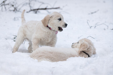 Beautiful golden retriever puppy.